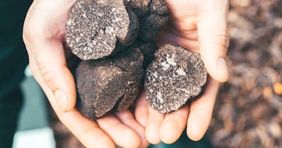 Tartufo nero nella skincare proprietà e benefici per la pelle