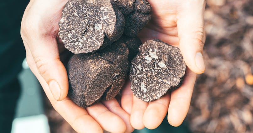 Tartufo nero nella skincare proprietà e benefici per la pelle