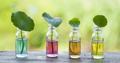 Ingrediente Centella Asiatica i benefici per pelle e corpo