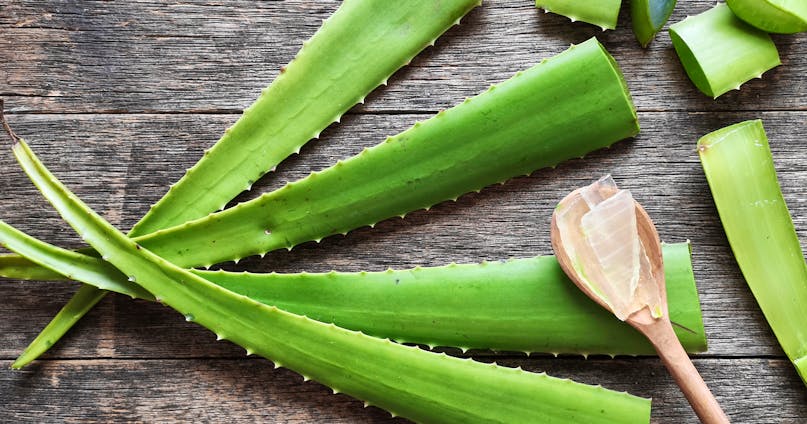 Gli infiniti usi dell’aloe vera: benefici e proprietà