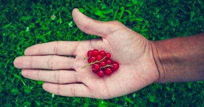 Le proprietà benefiche del ribes: dalla vitamina C al potere antiossidante